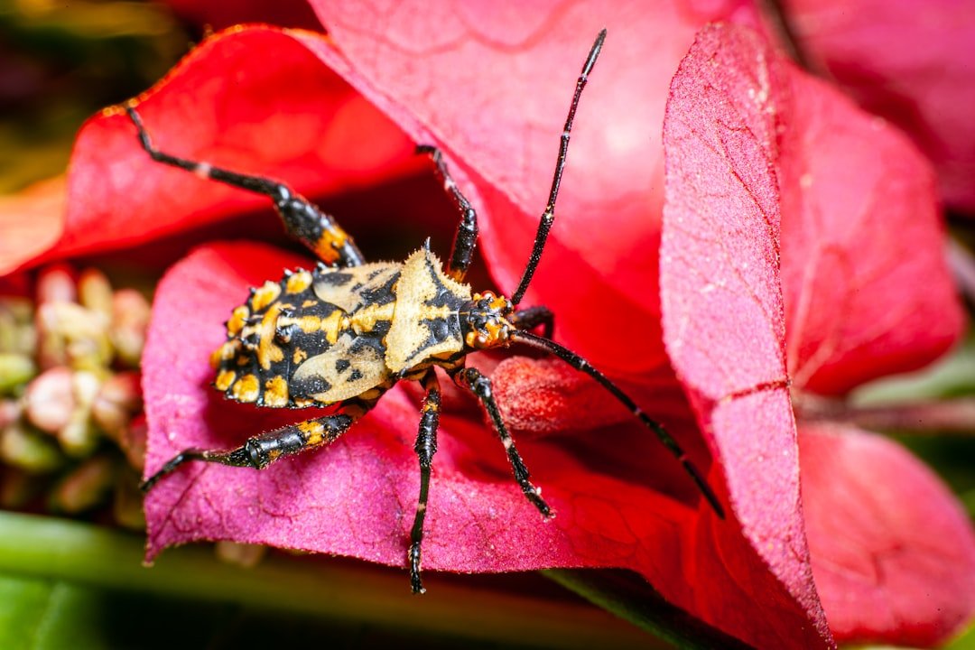 Photo Colorful Bugs