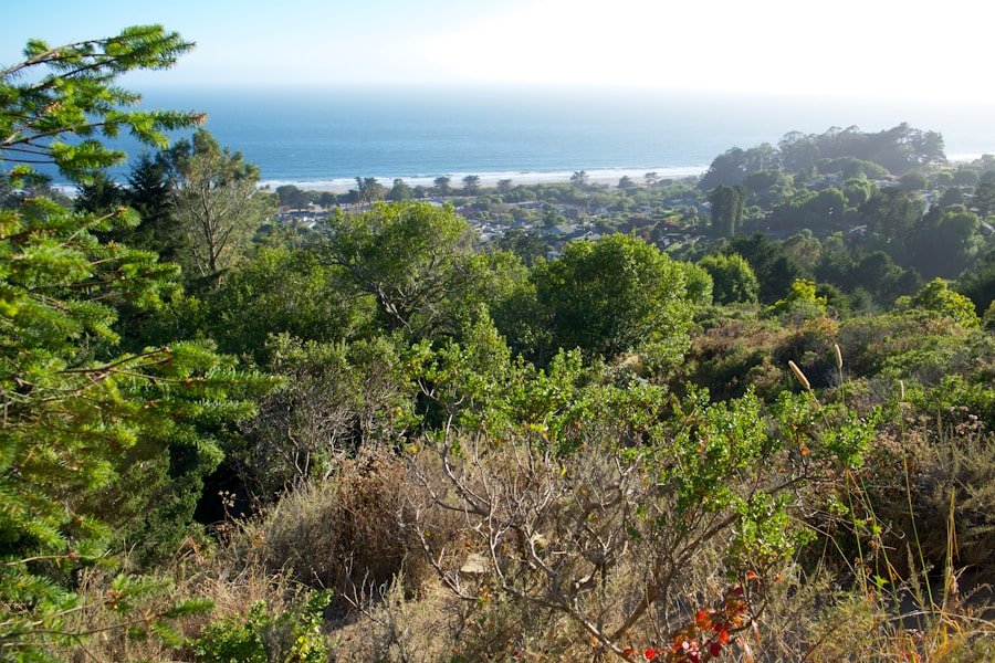 Traditional Pinole Recipe: A Nutritious and Delicious Beverage